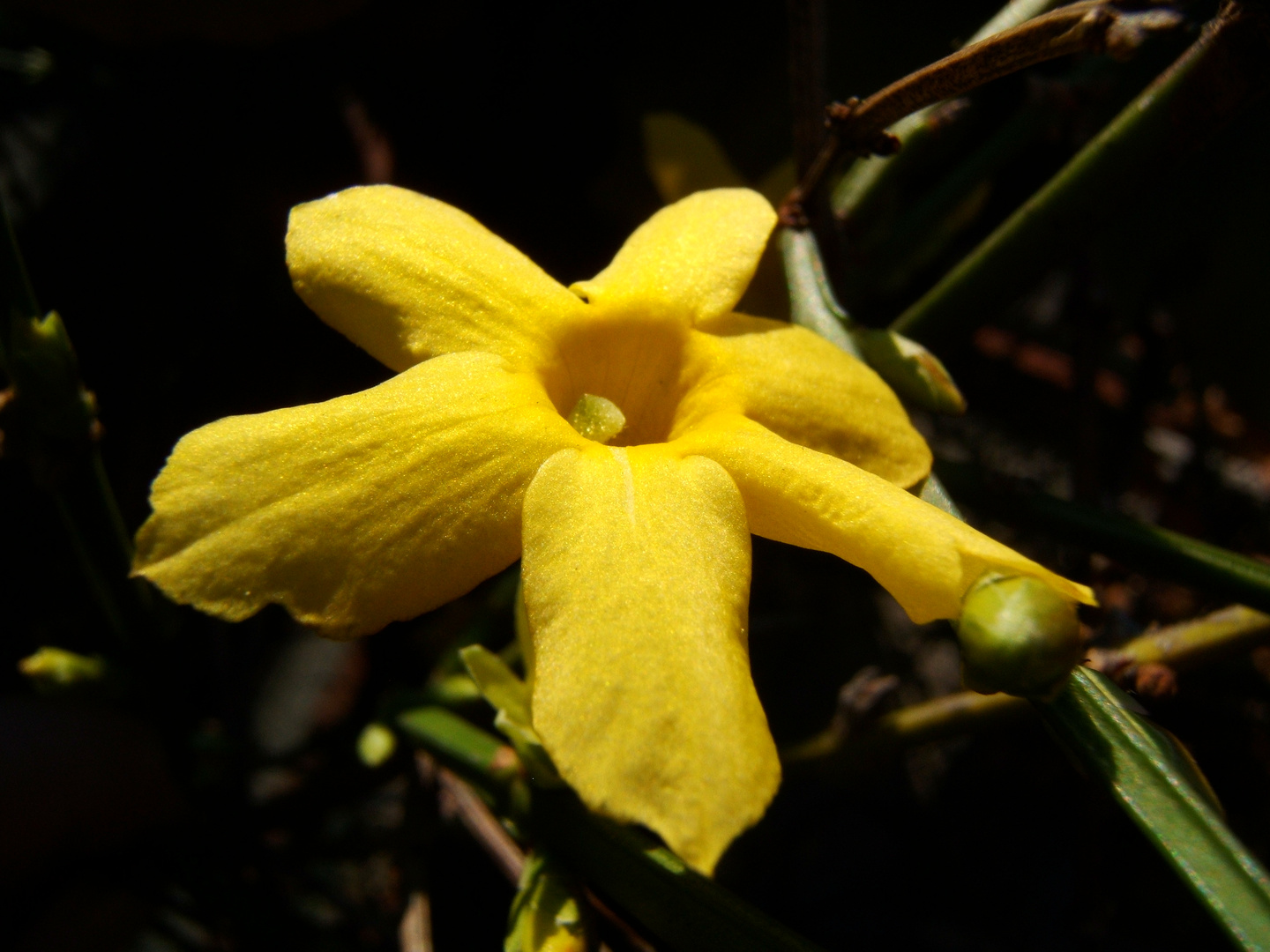 luce del dolce Jasminum