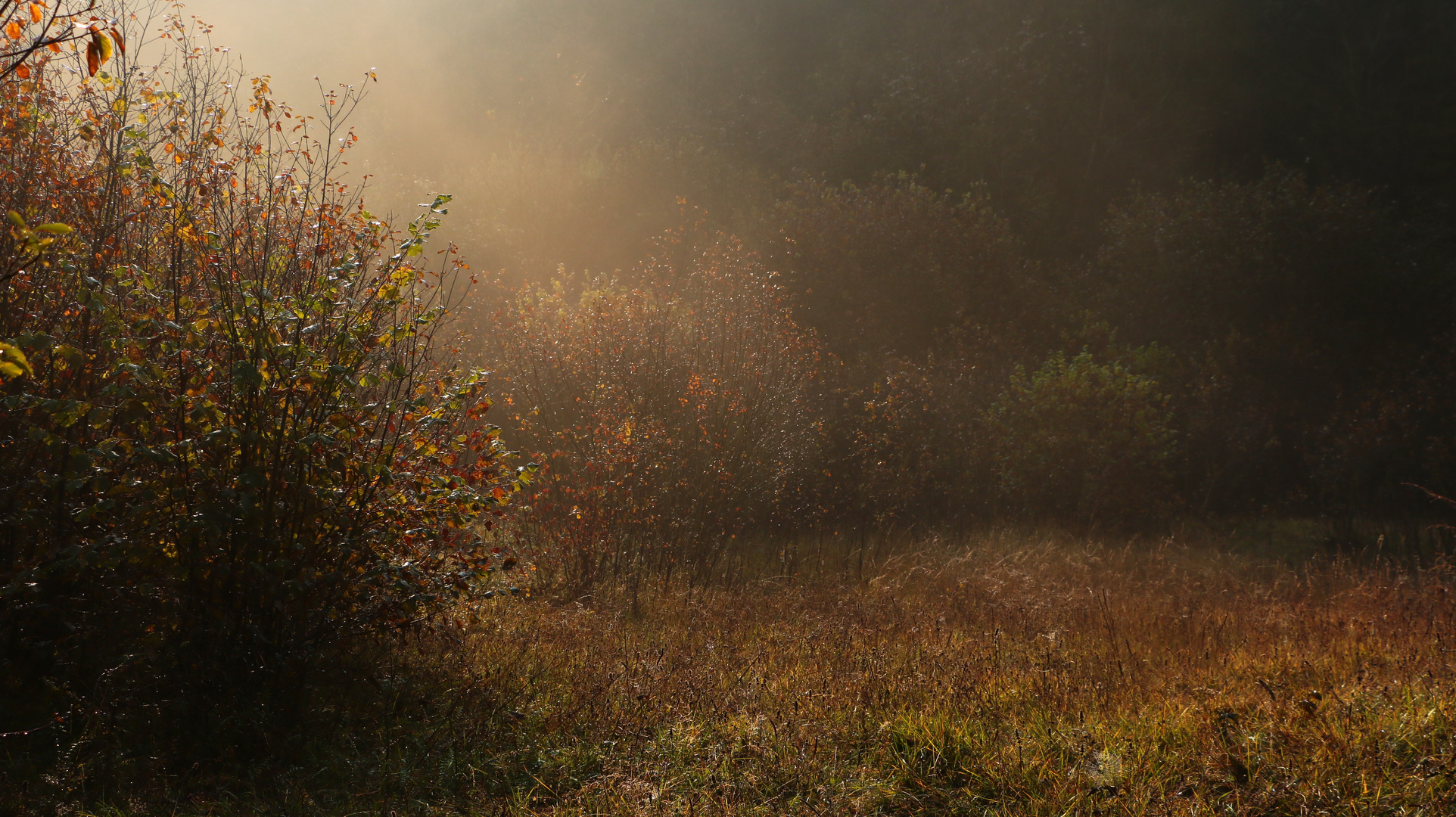 Luce dorata d'Autunno