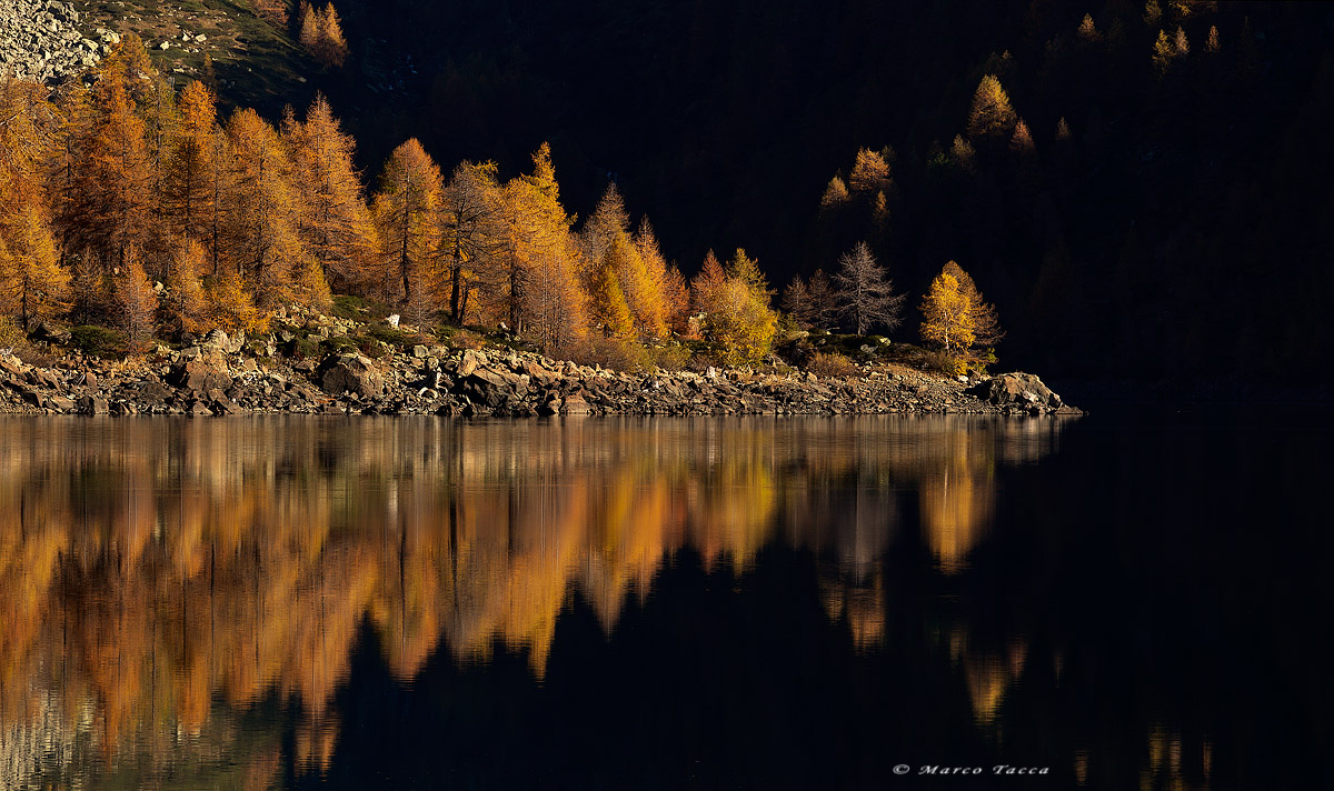 Luce dorata sui larici