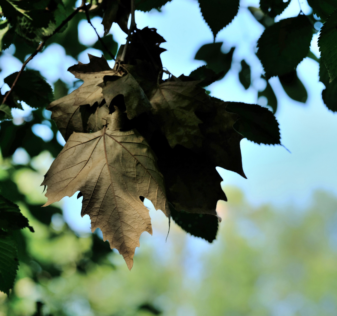 luce e ombra