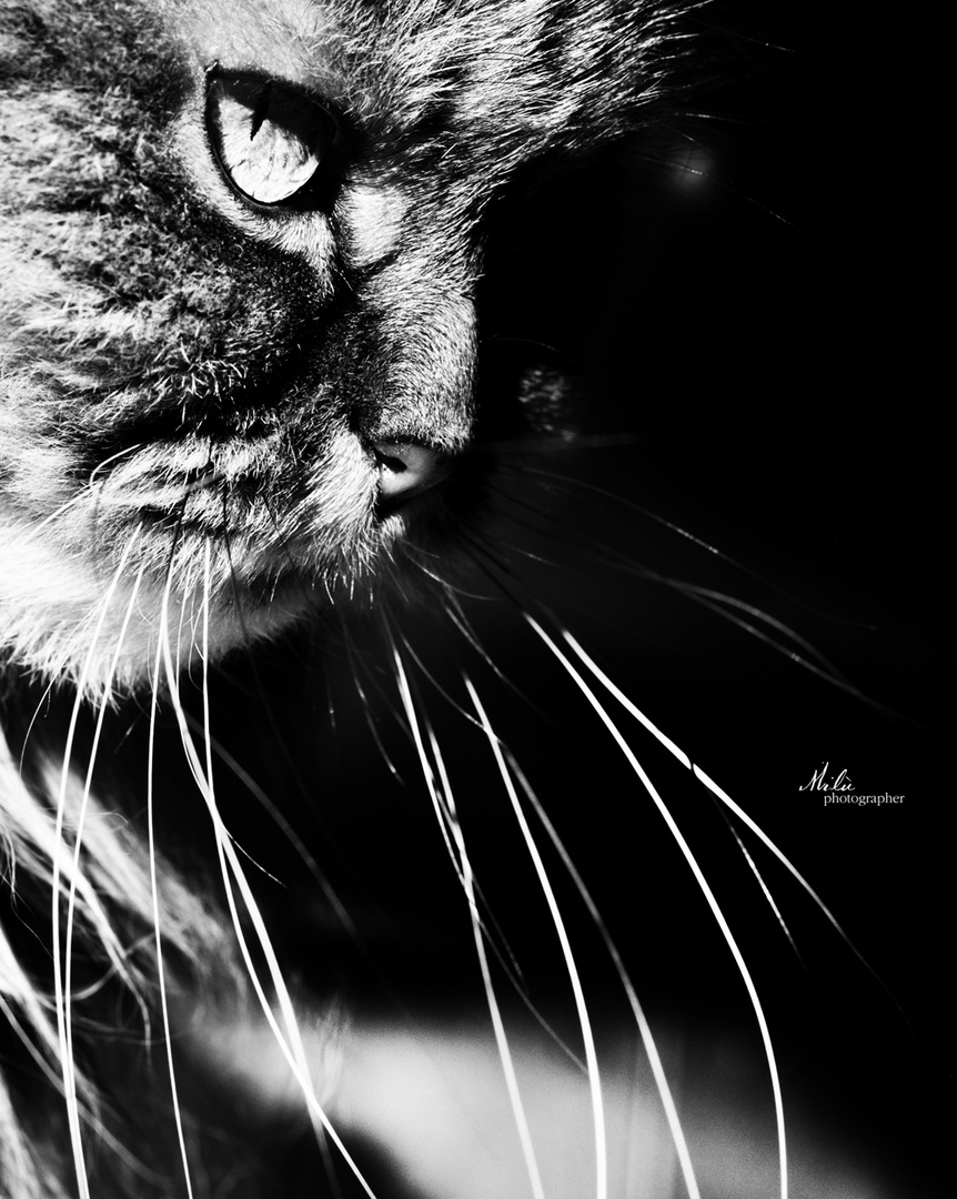 Luce Felina