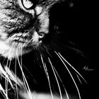 Luce Felina