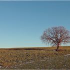 LUCE GELO E LONELINESS