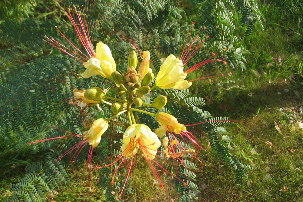 luce in giallo