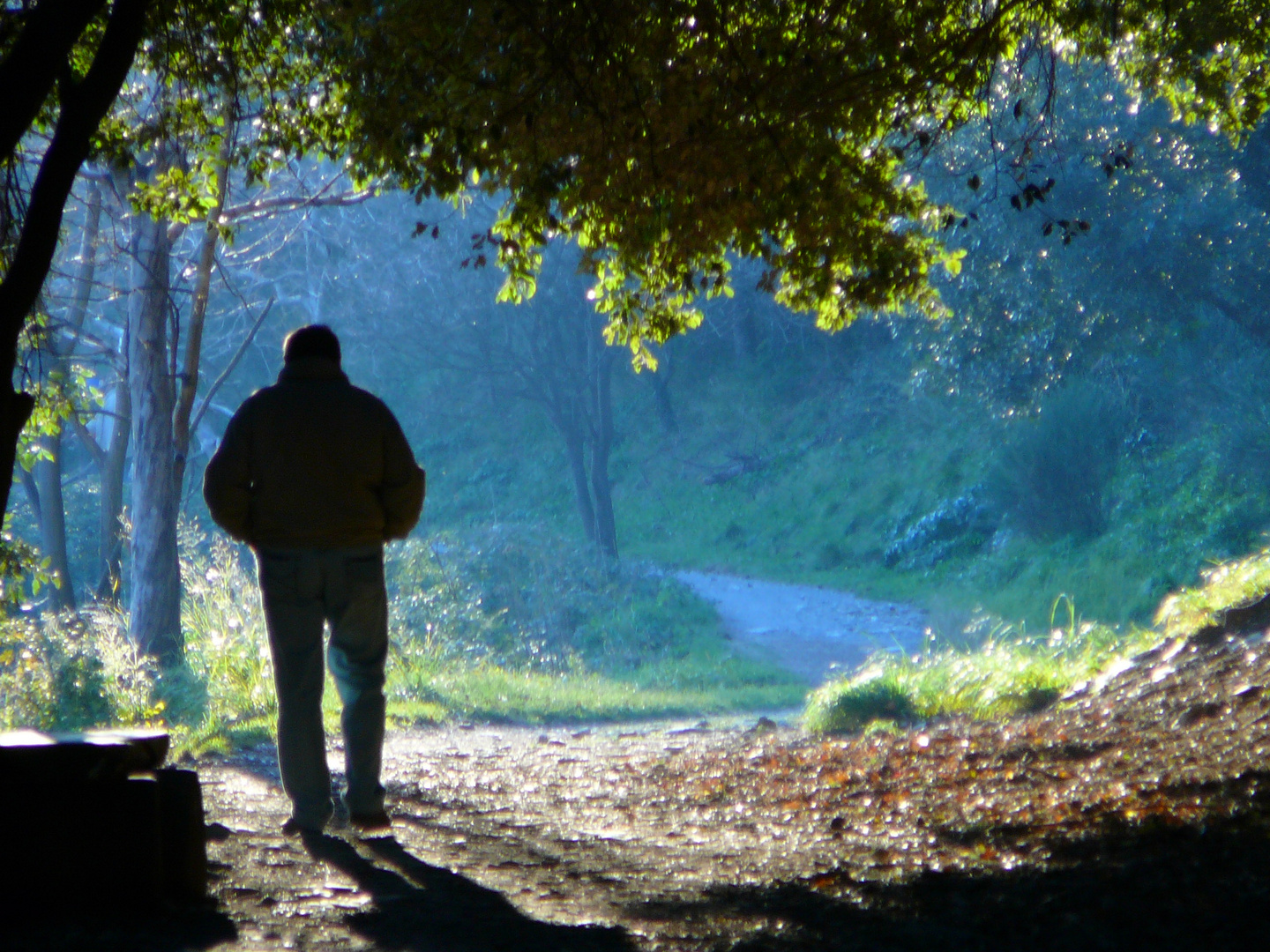 luce nel bosco