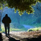 luce nel bosco