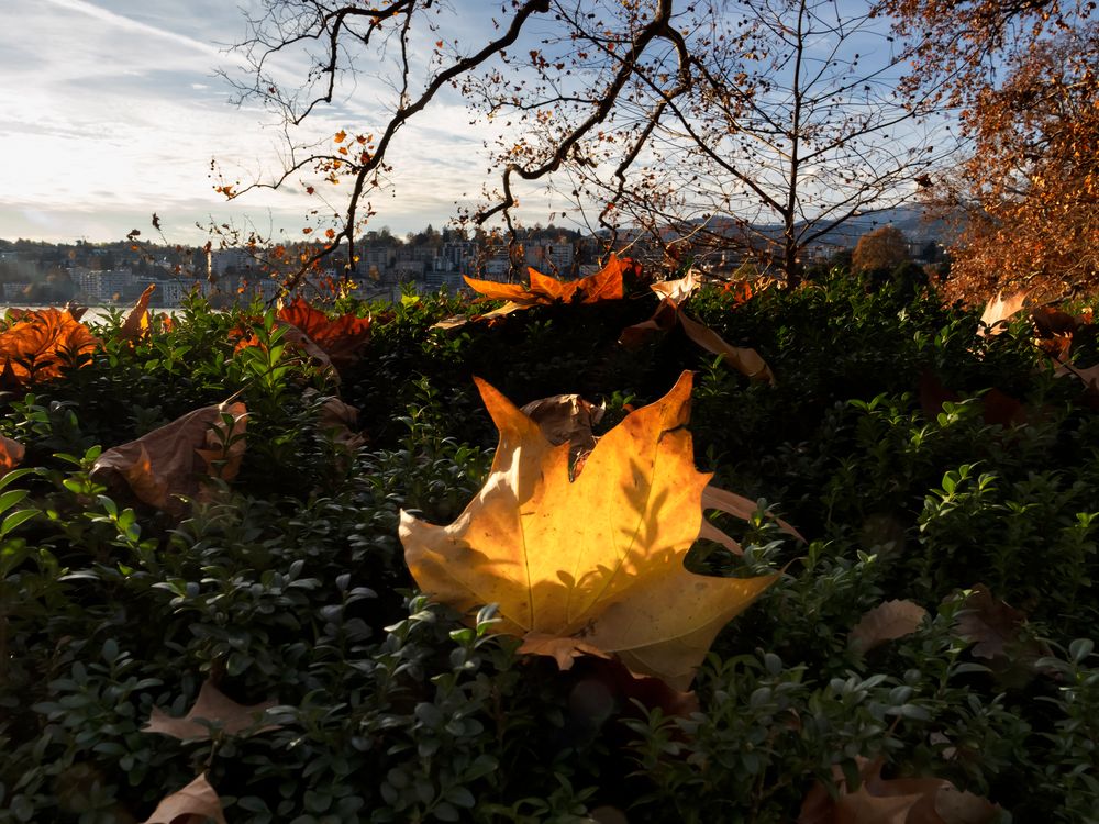 Luce nel parco