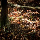 luce nel sottobosco