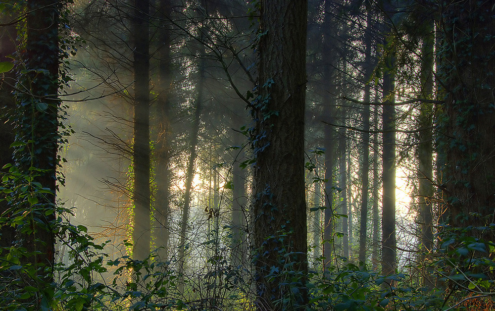 Luce nella foresta