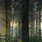 Luce nella foresta