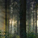 Luce nella foresta