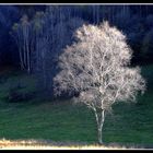 luce nella fotografia