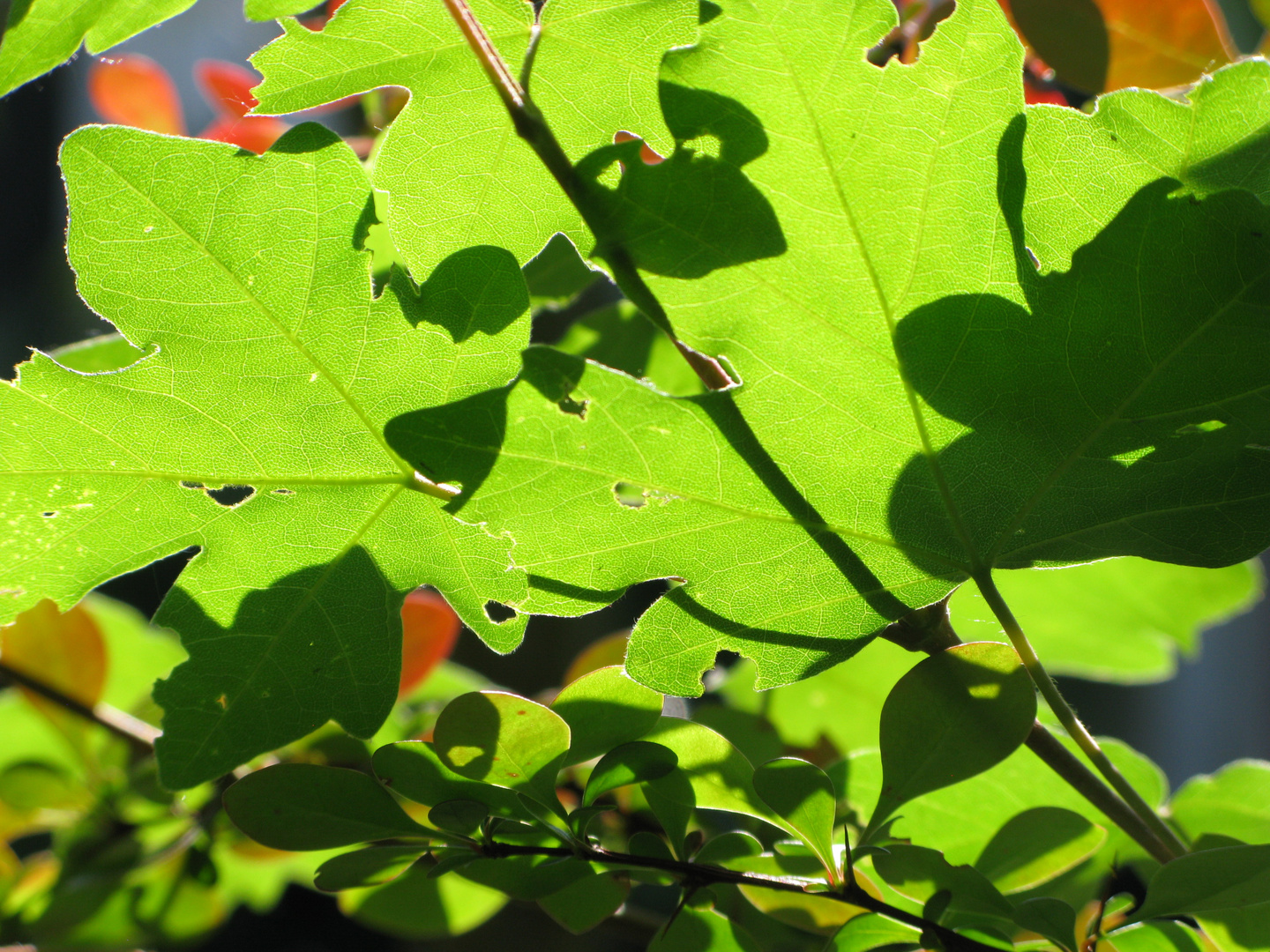 luce...attraverso il verde...