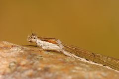 ~ Lucent Caramel of Autumn ~ (Sympecma fusca)