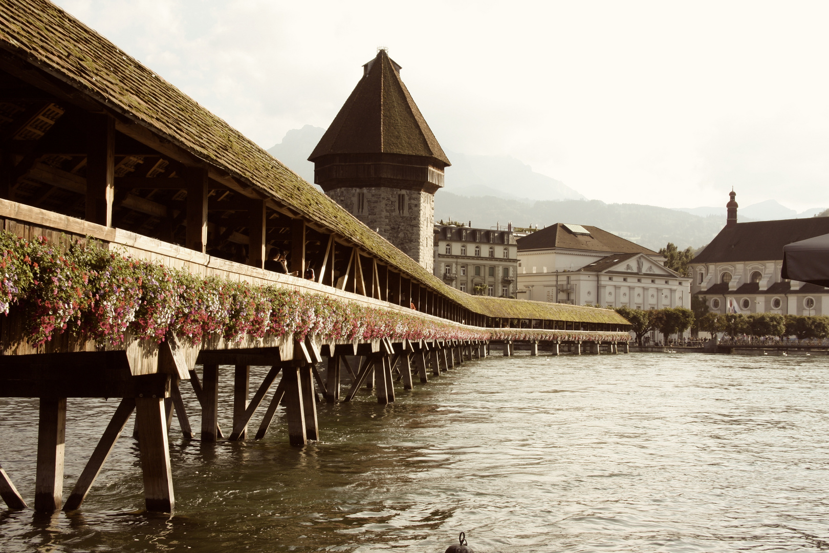 lucerne