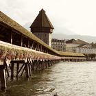 lucerne