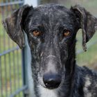 Lucero - Sofa gesucht