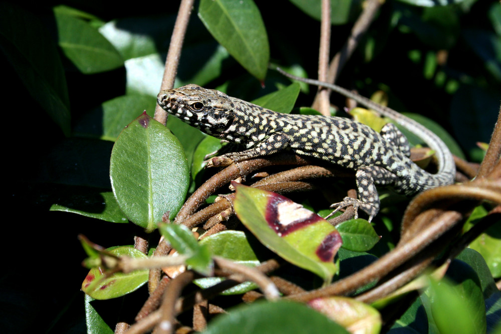 lucertola