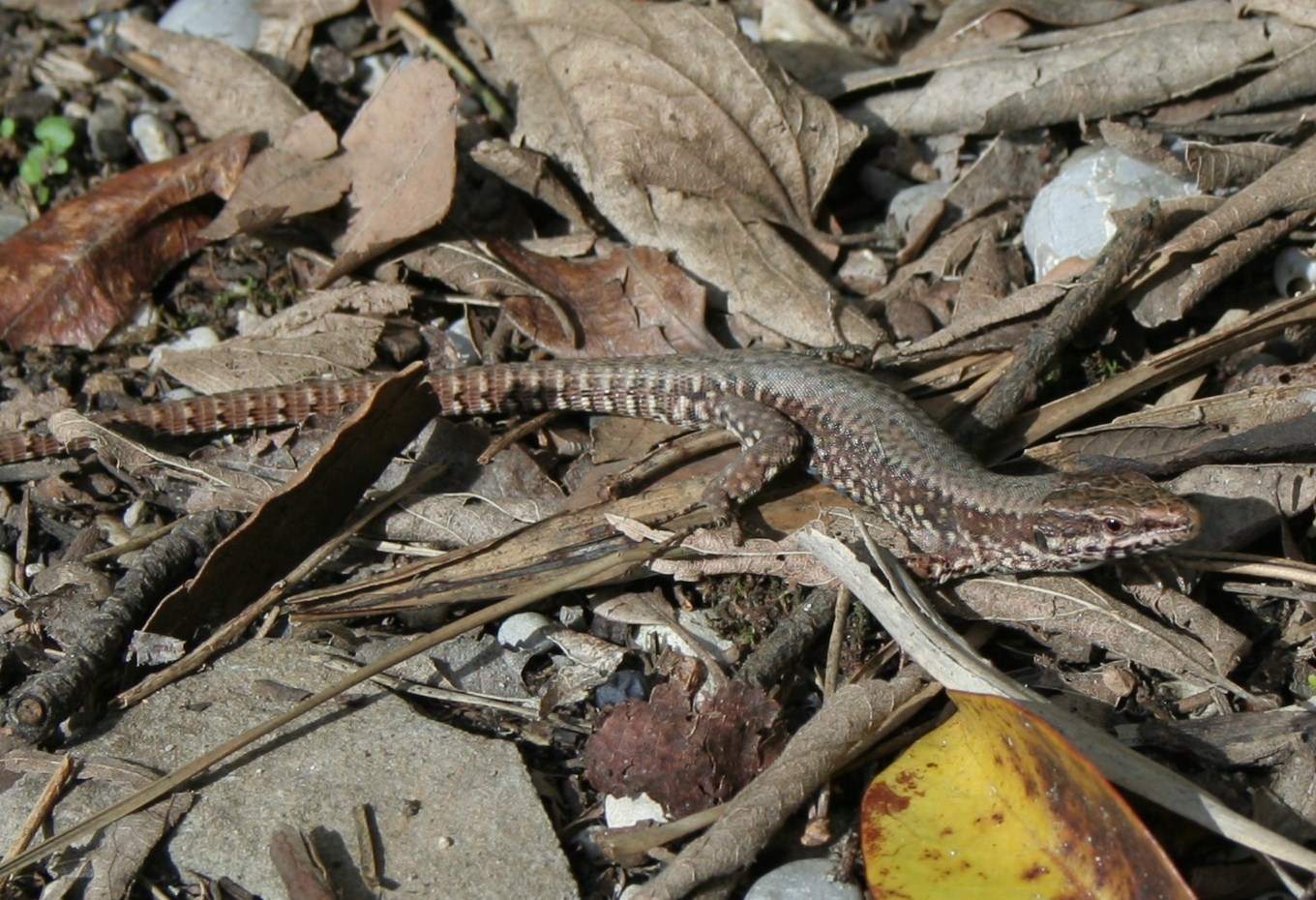 Lucertola curiosa