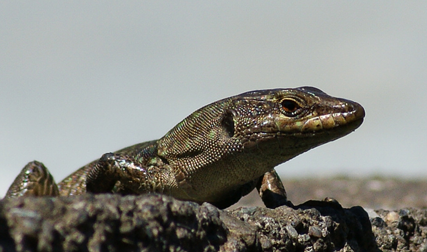 Lucertola Sicula