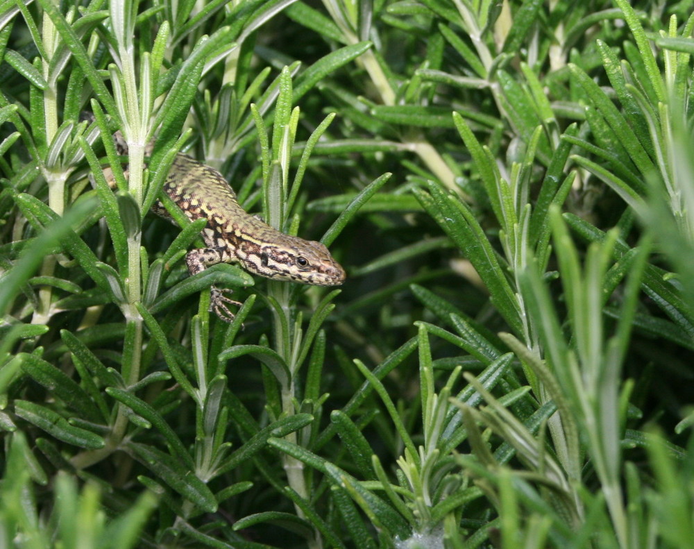 lucertola su rosmarino