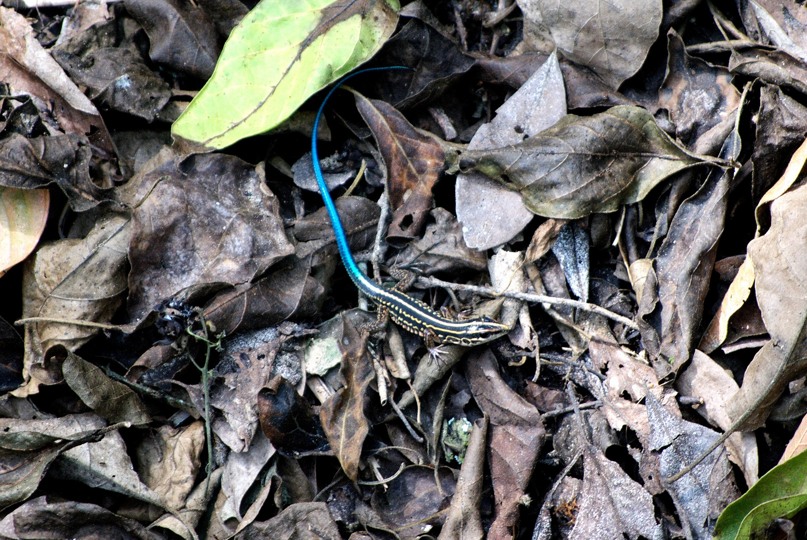 Lucertolina con coda azul