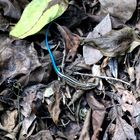 Lucertolina con coda azul