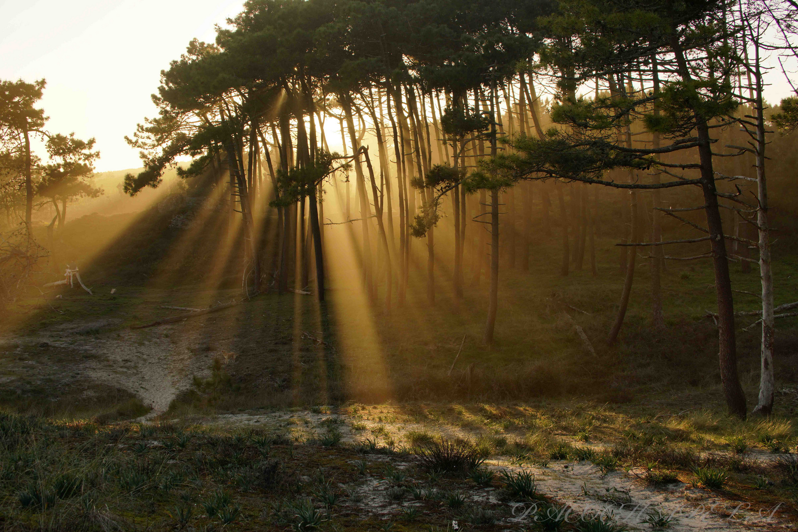 Luces de la tarde