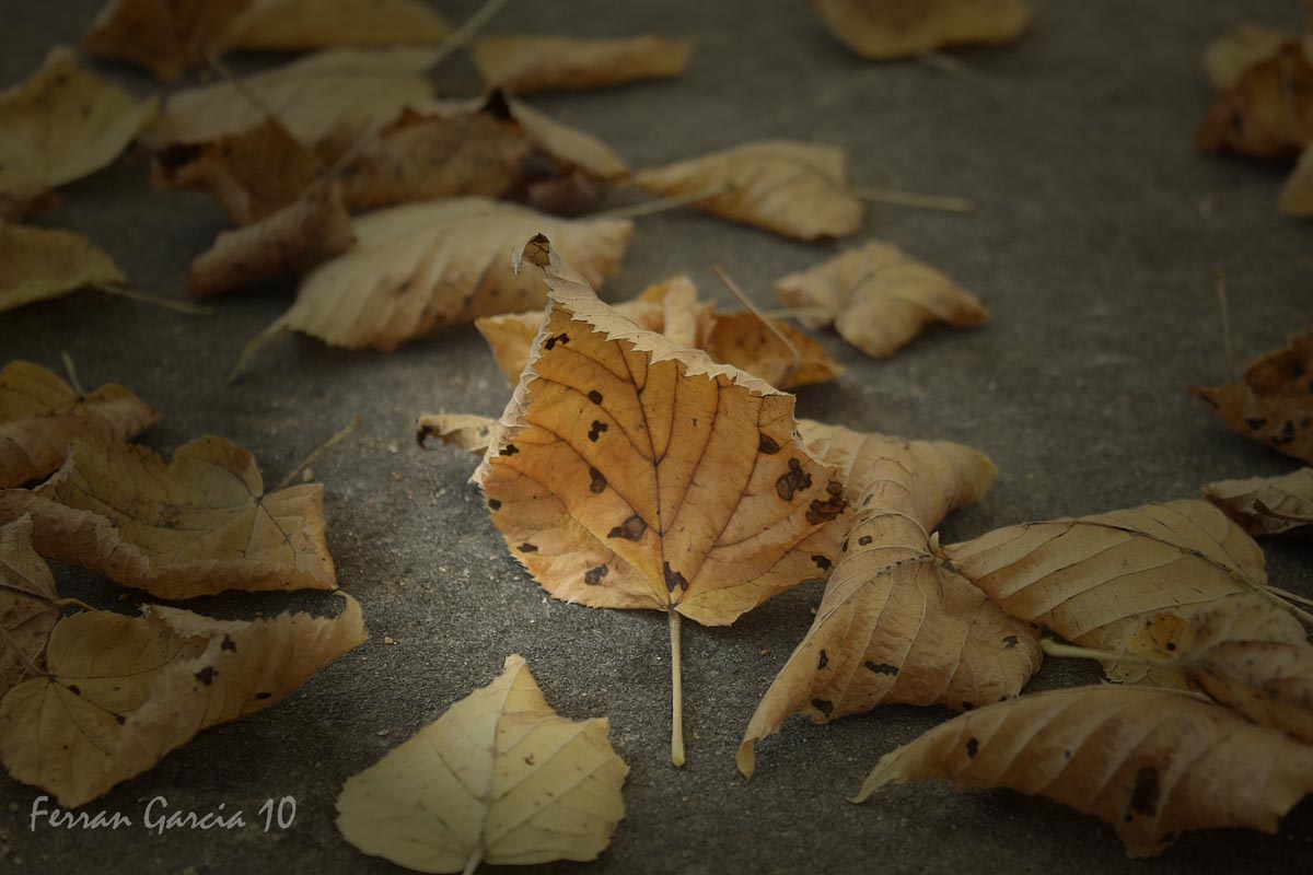 Luces de Otoño