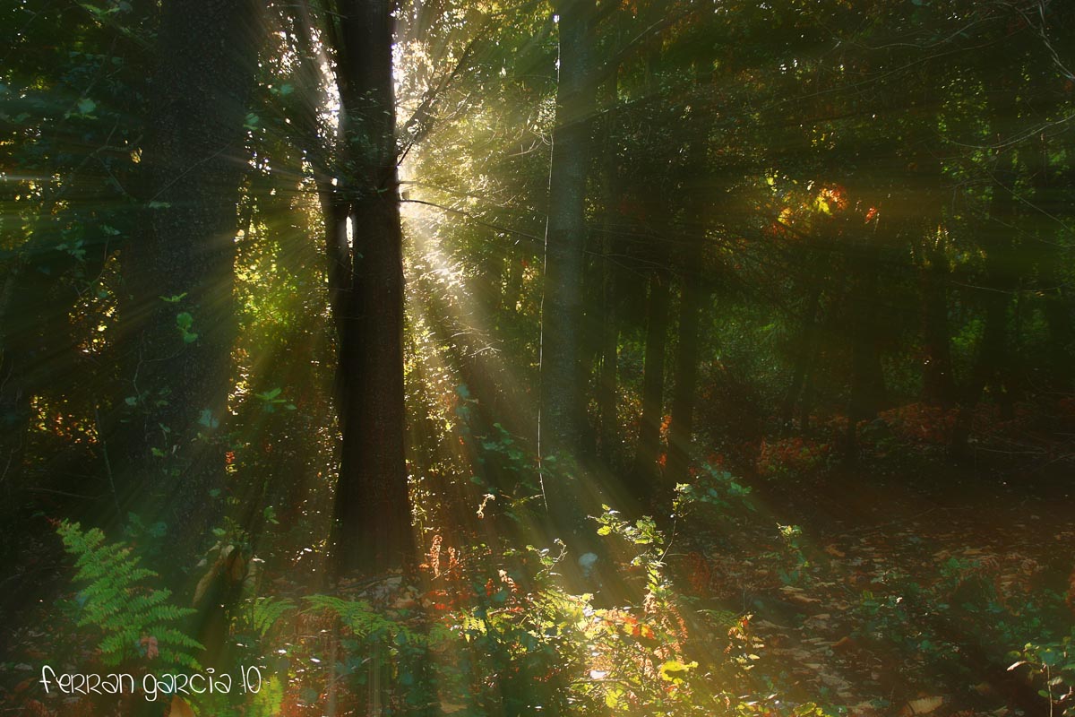 Luces de Otoño