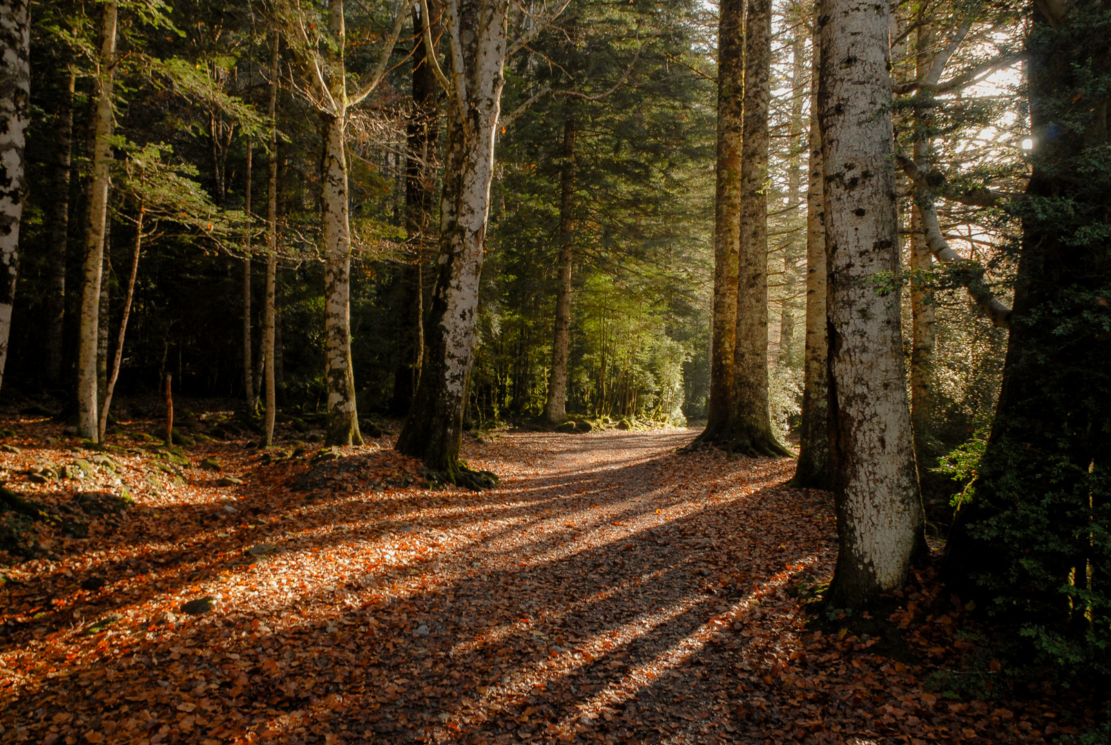 Luces en el bosque