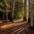 Luces en el bosque