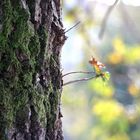 Luces en el bosque