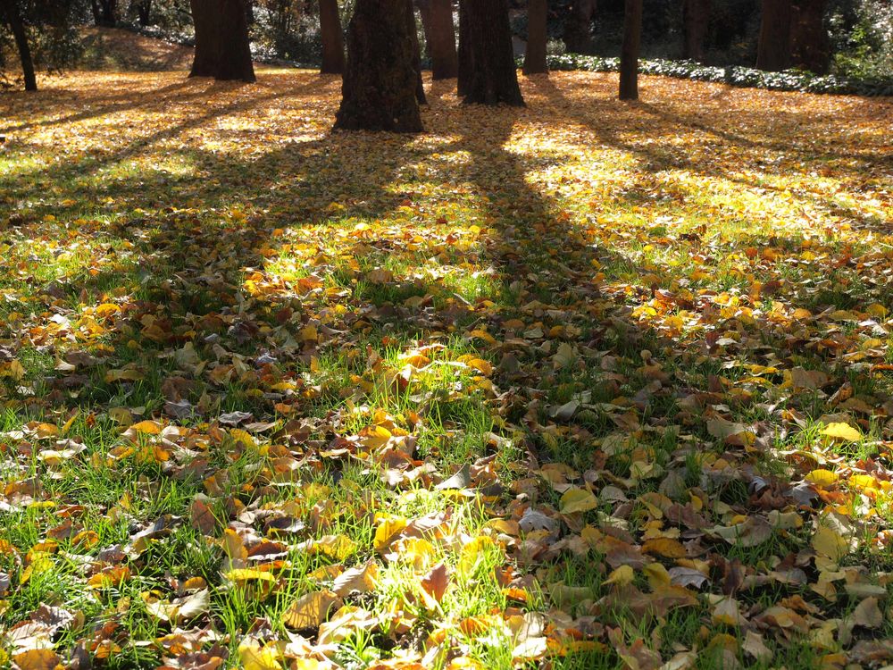 Luces y sombras de Riosanma 