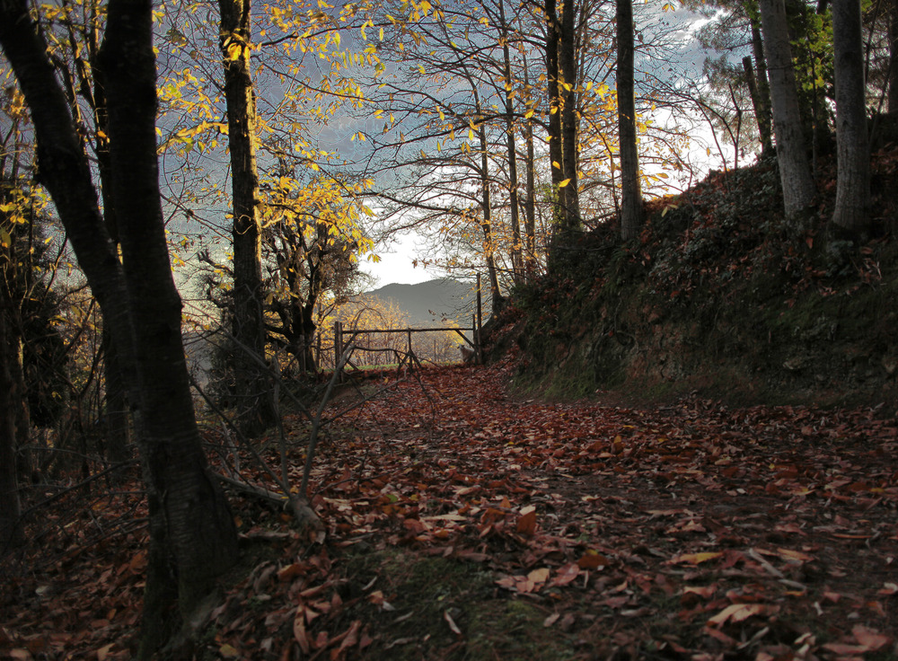 LUCES Y SOMBRAS EN EL BOSQUE