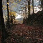 LUCES Y SOMBRAS EN EL BOSQUE