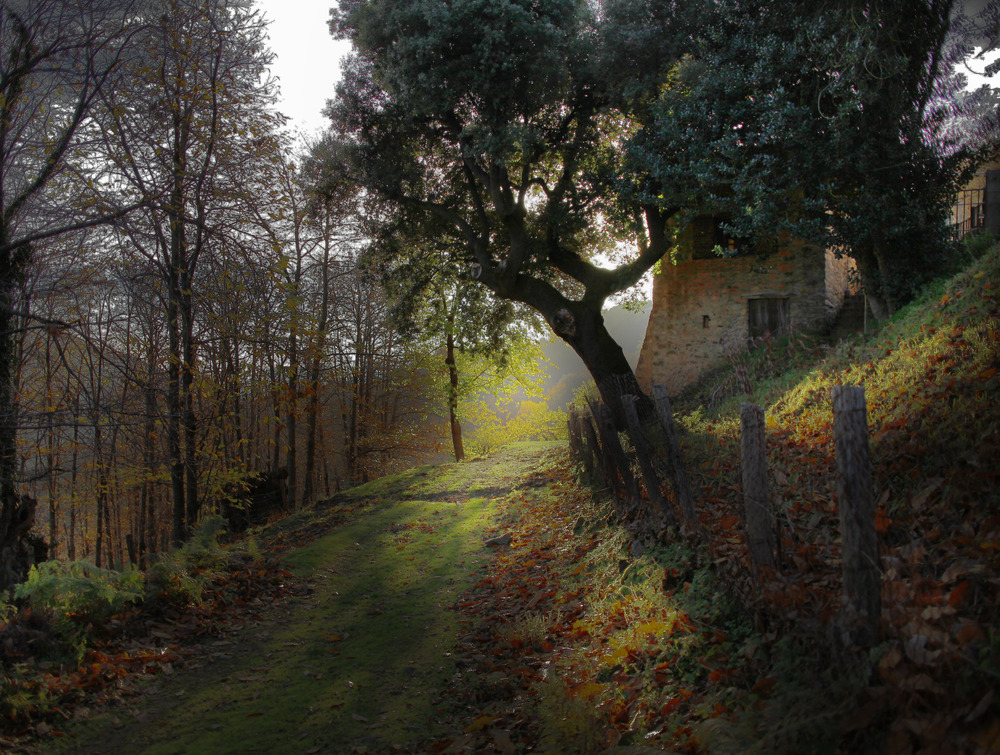 LUCES Y SOMBRAS EN EL BOSQUE I