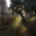 LUCES Y SOMBRAS EN EL BOSQUE I