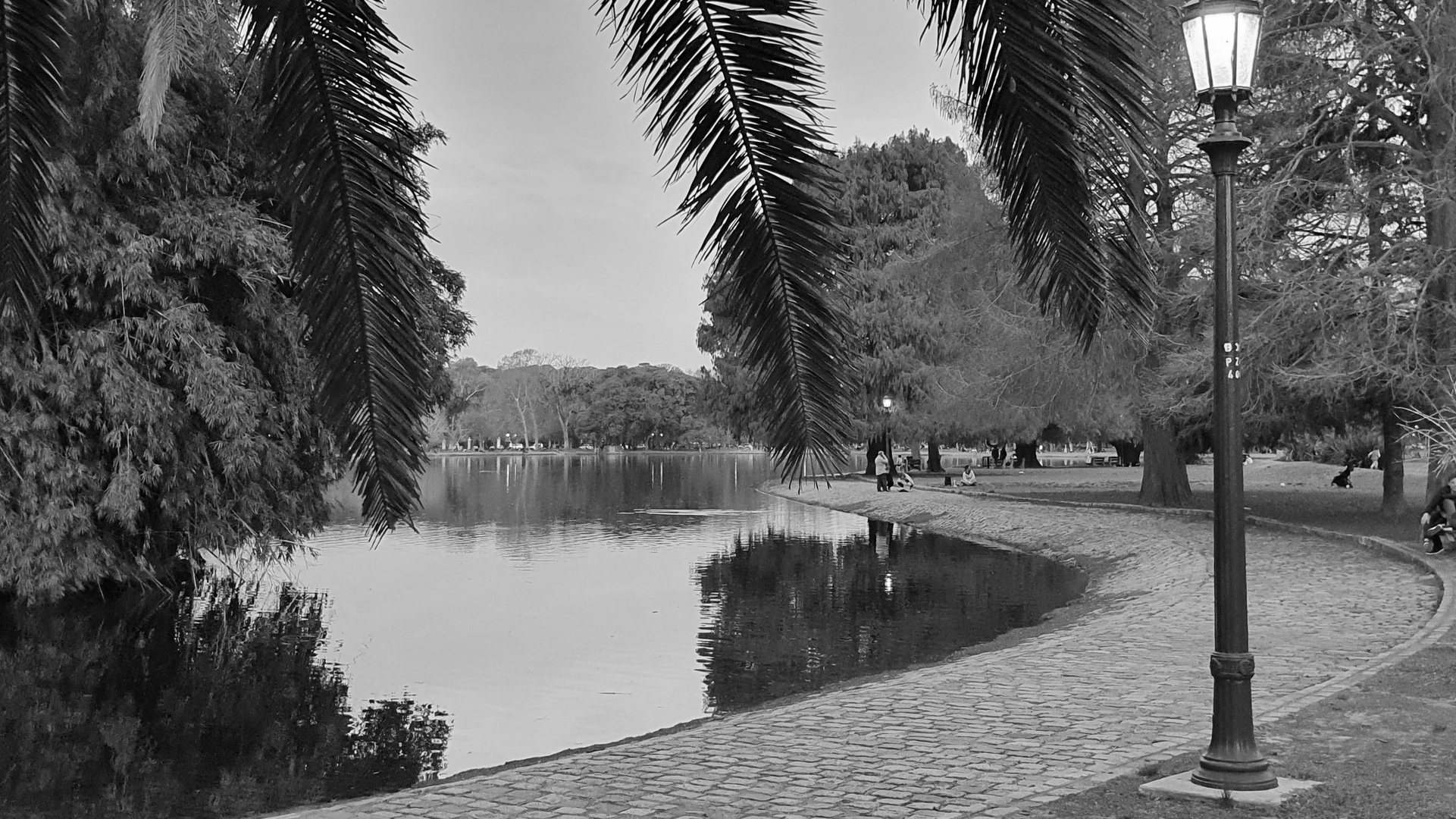 LUCES Y SOMBRAS ENTRE PALMERAS