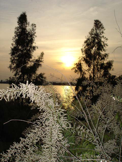 Luces y vegetación, río Guadiana