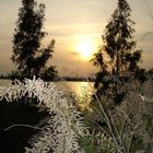 Luces y vegetación, río Guadiana