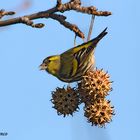 Lucherino (Carduelis spinus)