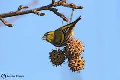 Lucherino (Carduelis spinus)