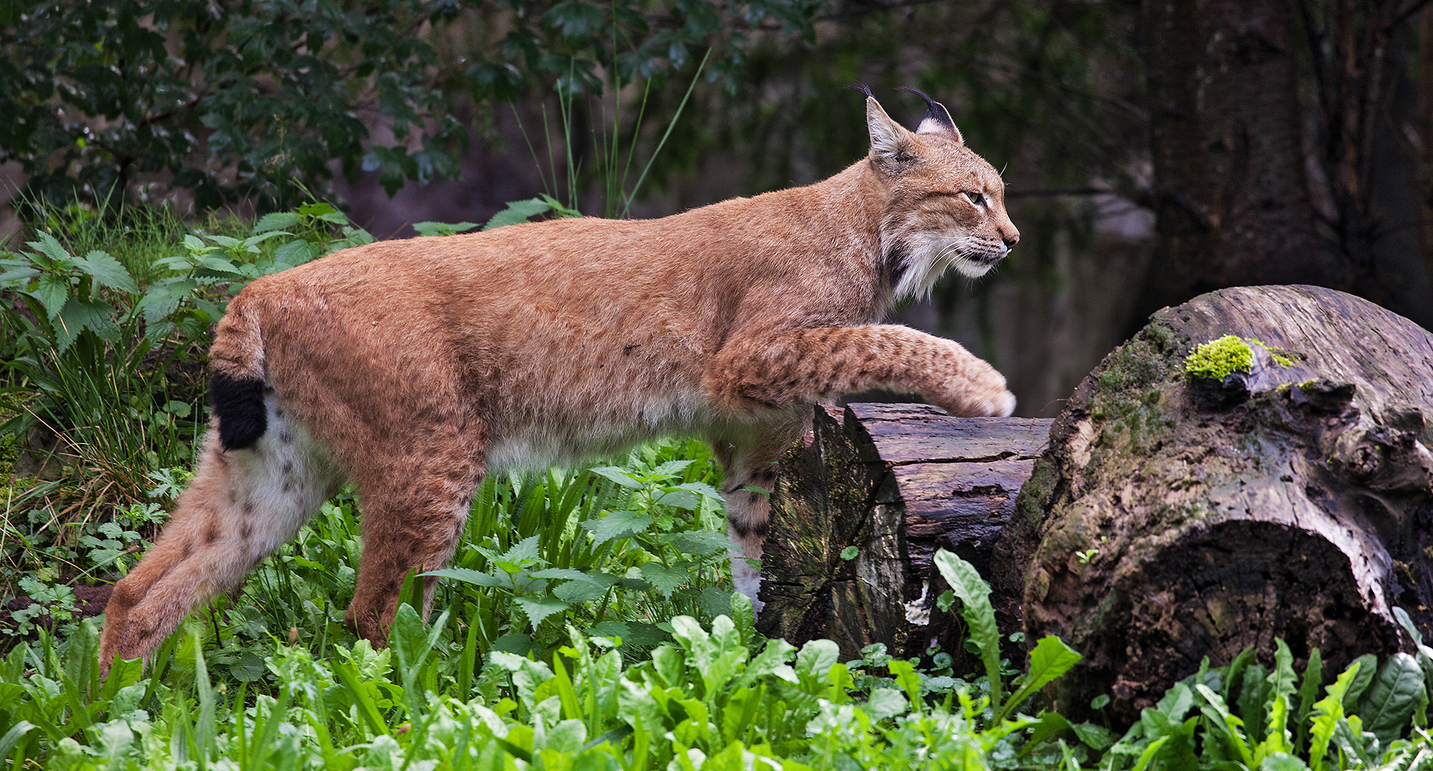 Luchs 001