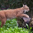 Luchs 001