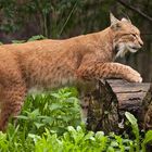 Luchs 001