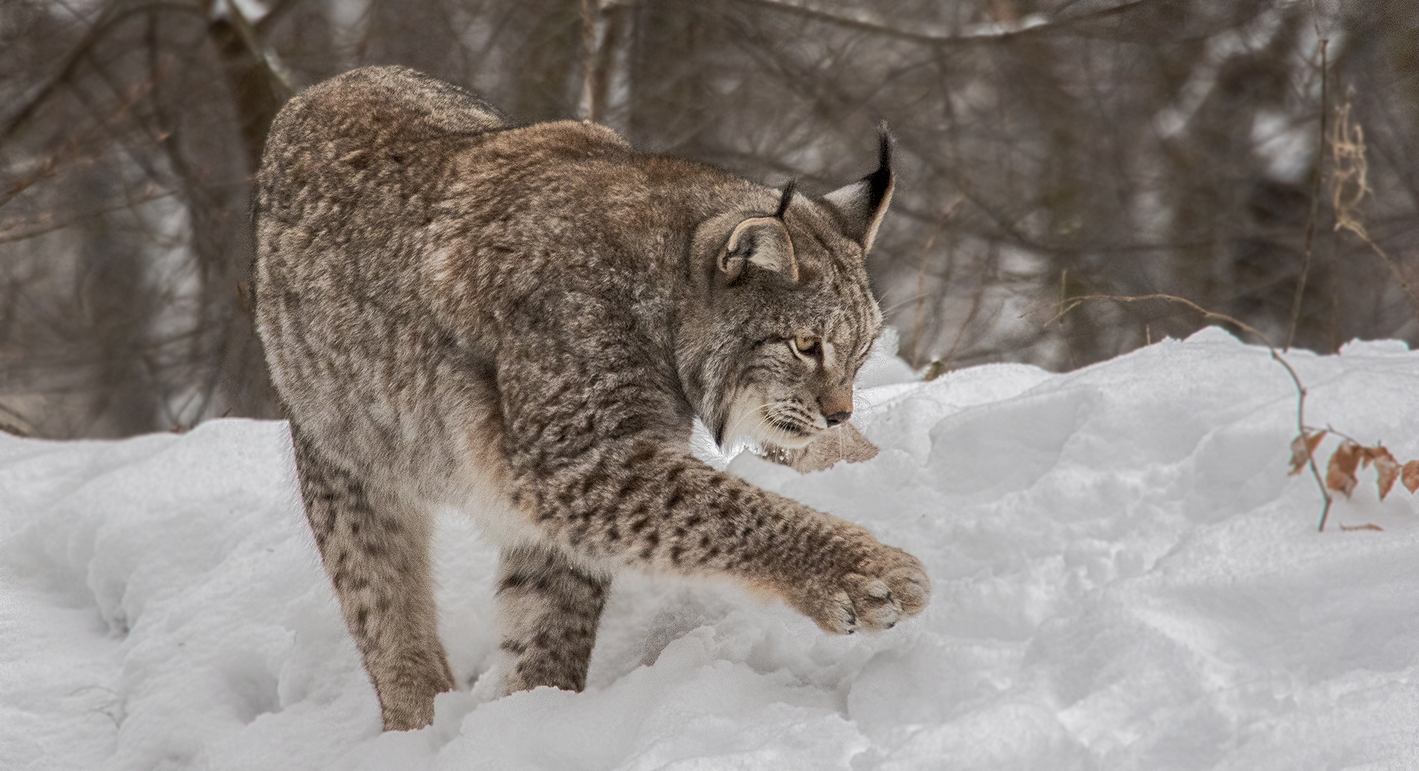 Luchs 002