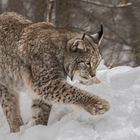 Luchs 002