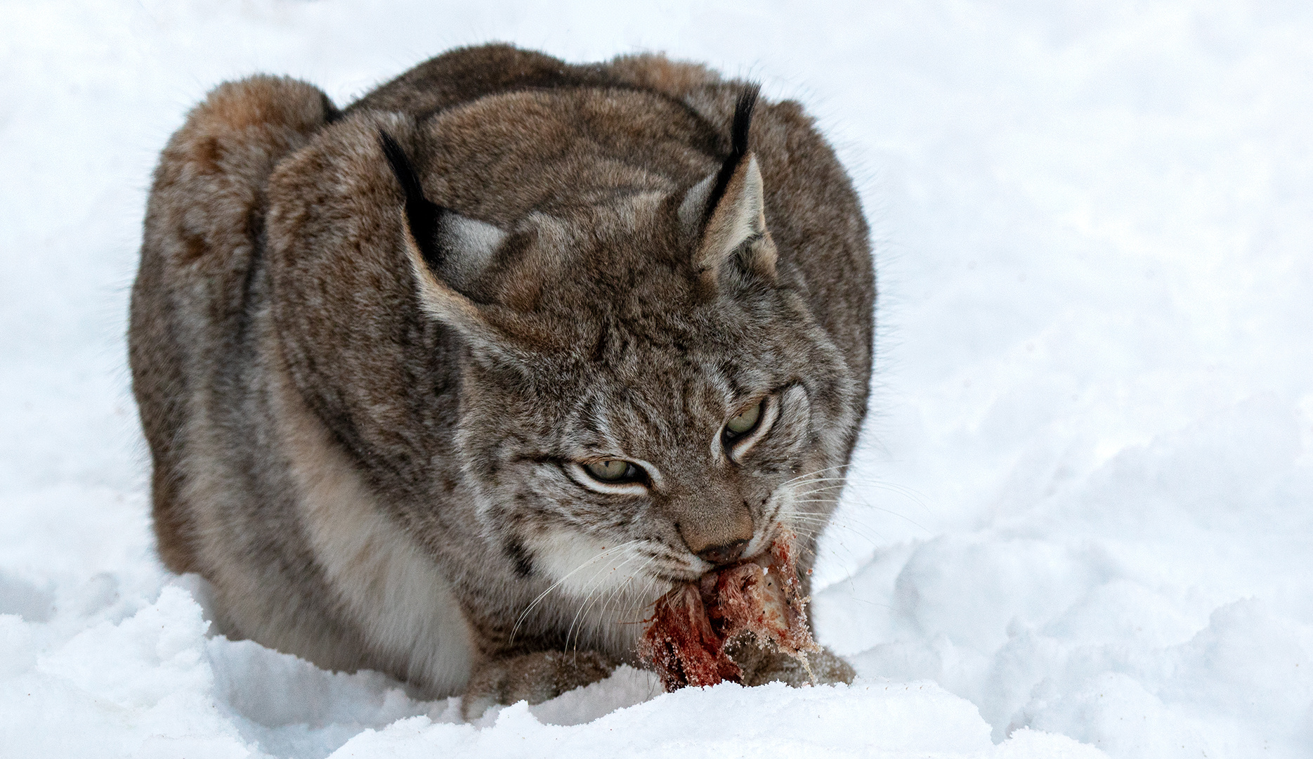 Luchs 002