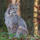 Luchs 002